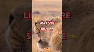 Lions 🦁Roar ytshorts Wellness Nature [upl. by Ailahs73]