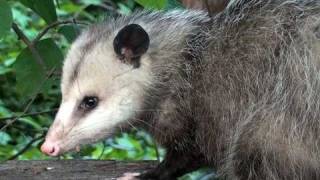 Virginia Opossum  HD MiniDocumentary [upl. by Gamali502]