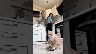 Funny Cats short gatosgraciosos catsofunny [upl. by Ylrebmyk]