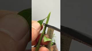 Best method and unique ideas for the grafting of fruit trees grafting plants garden tree​ [upl. by Adnohsed941]