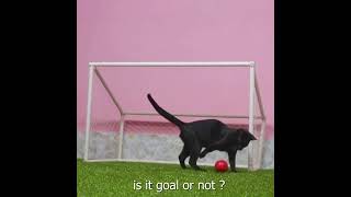 Funny cat playing football  cute cat shorts cat funnycat 🐱 [upl. by Aitnwahs]