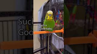 Amazing Youre Amazing  Boba the Budgie  Talking Parakeet petshorts [upl. by Asyal]