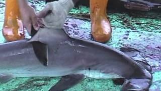 Over 73 Million Sharks Killed Every Year for Fins [upl. by Lalad]