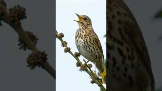 bird sound thrush turdus صوت طائر السمن للصيد [upl. by Bearnard]