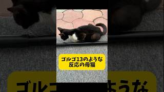 ゴルゴ１３のような反応の母ネコ A mother cat with reactions like Golgo 13 子猫 南国 ねこ 保護猫 沖縄 cat 野良猫 野良子猫保護 [upl. by Nofpets195]