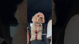 Il compagno di viaggio 🚘 divertente canedivertente cane funnydog dog [upl. by Meijer205]