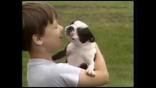 Boston Terrier  AKC Dog Breed Series [upl. by Berard]