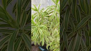 Dracaena 🌿💐dracaena plants shorts shortsfeed shortvideo shortsyoutube viralvideo fyp [upl. by Eastlake]