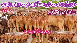 Great Announcement  Wacha Farming in Pakistan  How To Start Low Investment Business Bachra Farm [upl. by Pinette953]