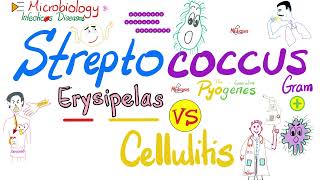 Erysipelas vs Cellulitis  Group A ßhemolytic Streptococcus  Microbiology 🧫 amp Infectious Diseases🦠 [upl. by Etteyniv]