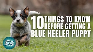 Blue Heeler Puppies  Things to Know about Before Getting A Blue Heeler Puppy [upl. by Darce]