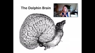 How I Fell in Love with the Cetacean Brain [upl. by Imelida]