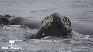 Mating Southern Right Whales [upl. by Aehsel725]