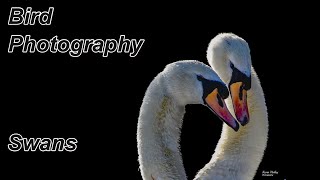 How to Photograph Swans [upl. by Atnas]