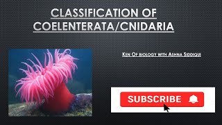 Classification of Phylum  CoelenterataCnidaria  ken of Biology  Ashna Siddiqui [upl. by Palermo]