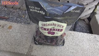 ⟹ Orchard View Cherries  Prunus avium  Fruit Review [upl. by Grania220]