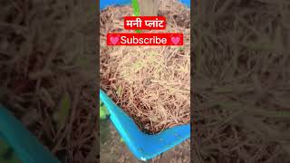 💓💓subscribe and like money plant ke liye 💓💓viralvideo viralshorts youtubeshorts [upl. by Ille309]