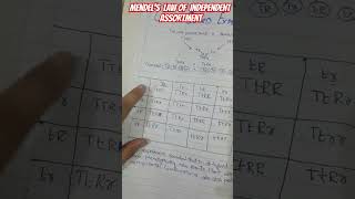 Mendels Law Of Independent Assortment  mendel assortment checkerboard experiment modelpaper [upl. by Yanehs]