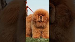 Tibetan Mastiff Price How Much Do They Cost [upl. by Roice927]