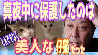 【TNR】真夜中に保護した猫は超美人さん兄妹？！だった。ママと一緒にPNM＃6 [upl. by Aihsek495]