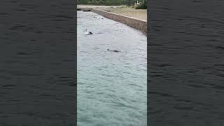 Bullock Island at Lakes Entrance  seals splashing about and playing fishing fish shorts [upl. by Nwahsyd]