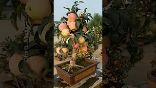 How to Grow Apple at Home Using New Technique 🍎 plants shorts farming [upl. by Inoliel]