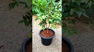 🌱planting RED HYBRID jaboticaba plant shots Malayalam🌱 [upl. by Nohtiek]