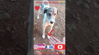 36520 Good Days Challenge Pliz 👍🙏😭❤️🐕😘Like An Subcribe helping doglover trending shorts viral [upl. by Moynahan670]