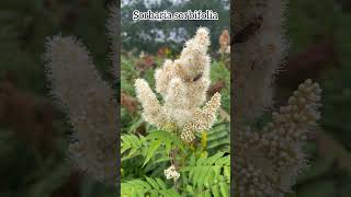 Sorbaria sorbifolia flowers garden shrubs shorts fleurs plants gardening nature [upl. by Crandall]