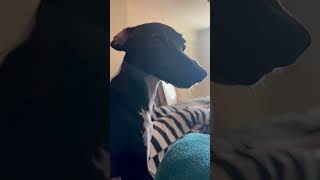 Italian Greyhound protects owner from a bag 🤦🏻‍♀️ italiangreyhound bark miniature greyhounds [upl. by Haldes763]