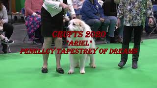 Pyrenean Mountain Dogs  Great Pyrenees  Penellcy Ariel [upl. by Pump]