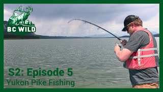 S2 Episode 5 Pike Fishing in the Yukon [upl. by Nohsyar]