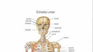 Sistemul osos [upl. by Swagerty]
