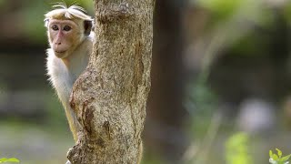 How Hierarchy Decides Everything in Toque Macaque Society [upl. by Lohcin]