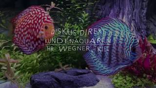 DiskusDirekt Kundenaquarium Hr Dr Wegner [upl. by Madelyn]