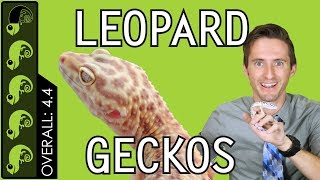 Leopard Gecko The Best Pet Reptile [upl. by Ytram]