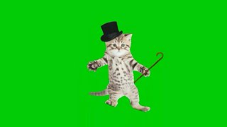 Green screen cat dancing Green screen cute cat 2 Incredible effect that MUST WATCH by everyone [upl. by Haya525]