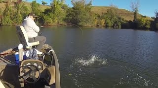 Rattlebait schoolies on the Housatonic River in early October [upl. by Rawde]