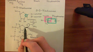 Cholera Toxin and Pertussis Toxin Part 5 [upl. by Gilges]