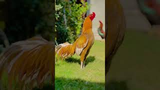 Saeel murga lover plz subscribers shortvideo birds [upl. by Cchaddie570]