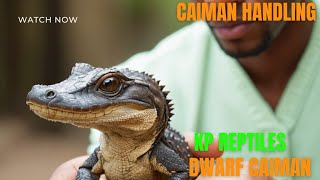 Dwarf Caiman Handling tips and tricks with Razor‼️💯 [upl. by Eetsirhc]