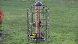 Squirrelproof Bird Feeder [upl. by Aggarwal]