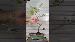 Leptospermum trim timelapse shorts [upl. by Ahar]