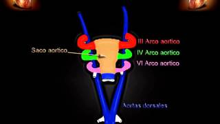 Embriologia de los arcos aórticos [upl. by Gauldin760]