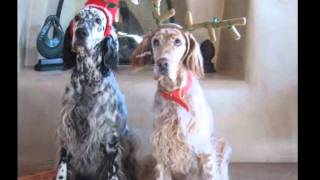 English Setters  living the good life [upl. by Smoht]