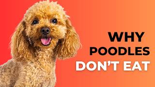 Why Are Poodles Are Picky Eaters Poodle Eating Problems [upl. by Noevart]