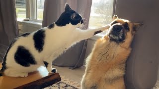 Funny Dogs And Cats Videos 2024 😅Theyre Best Friends [upl. by Ibok]