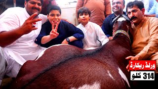 New World Record 314 Kg Goat Wins Faisalabad Bakra Show 2021 [upl. by Kane184]