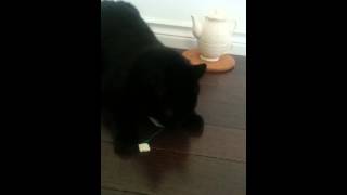 Cat with Organic Catnip Tea Bag Toy [upl. by Ylrrad]