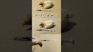 Subcutaneous Injection Administration in Poultry Birds  Dr ARSHAD [upl. by Oehsen]